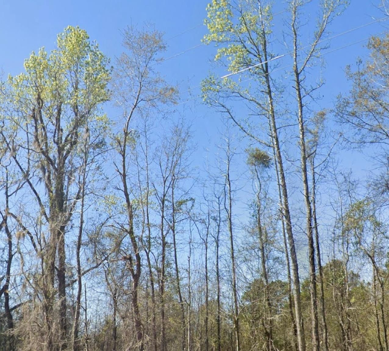 0 Broxton Bridge Rd Bamberg, SC 29003 | Land/Lot