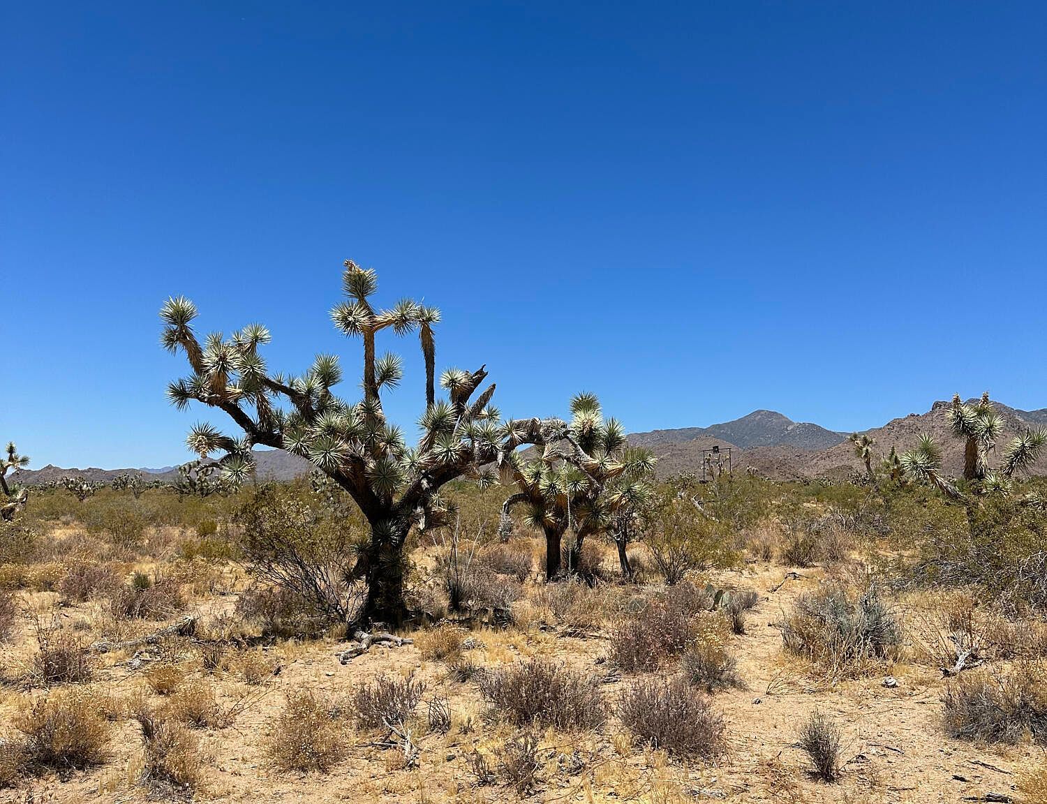 0 S Javelina Rd Yucca, AZ 86438 - Thumbnail 5