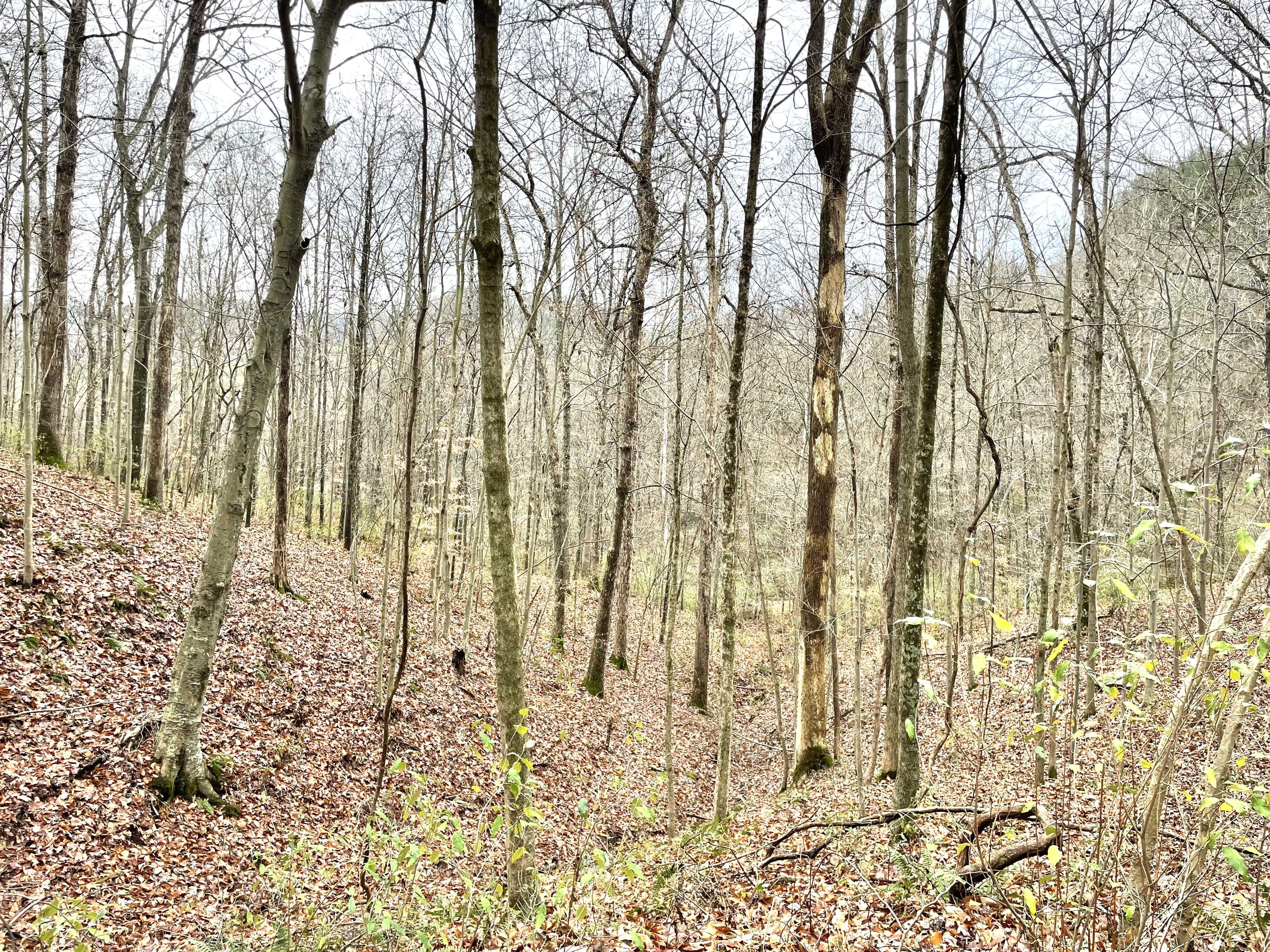 00 Isaacs Creek Rd., Lost Creek, WV, 26385 - Thumbnail 5