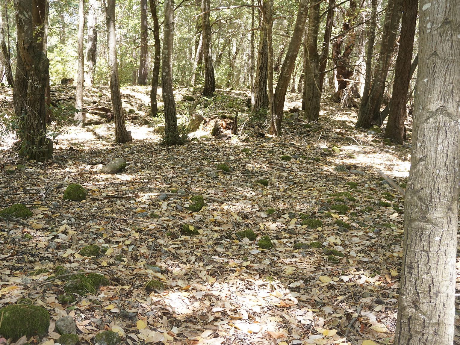 800 Suzy Q Rd Burnt Ranch, CA 95527 - Thumbnail 5