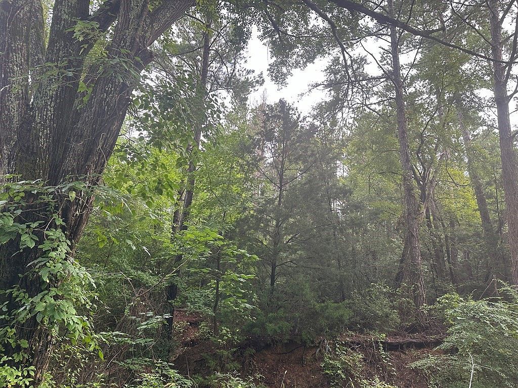 0 County Road 4400 Larue, TX 75770 - Thumbnail 5