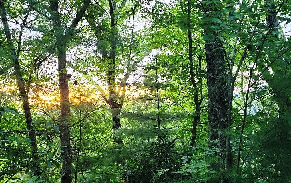 LOT 21 Rye Field Rd Murphy, NC 28906 - Thumbnail 5