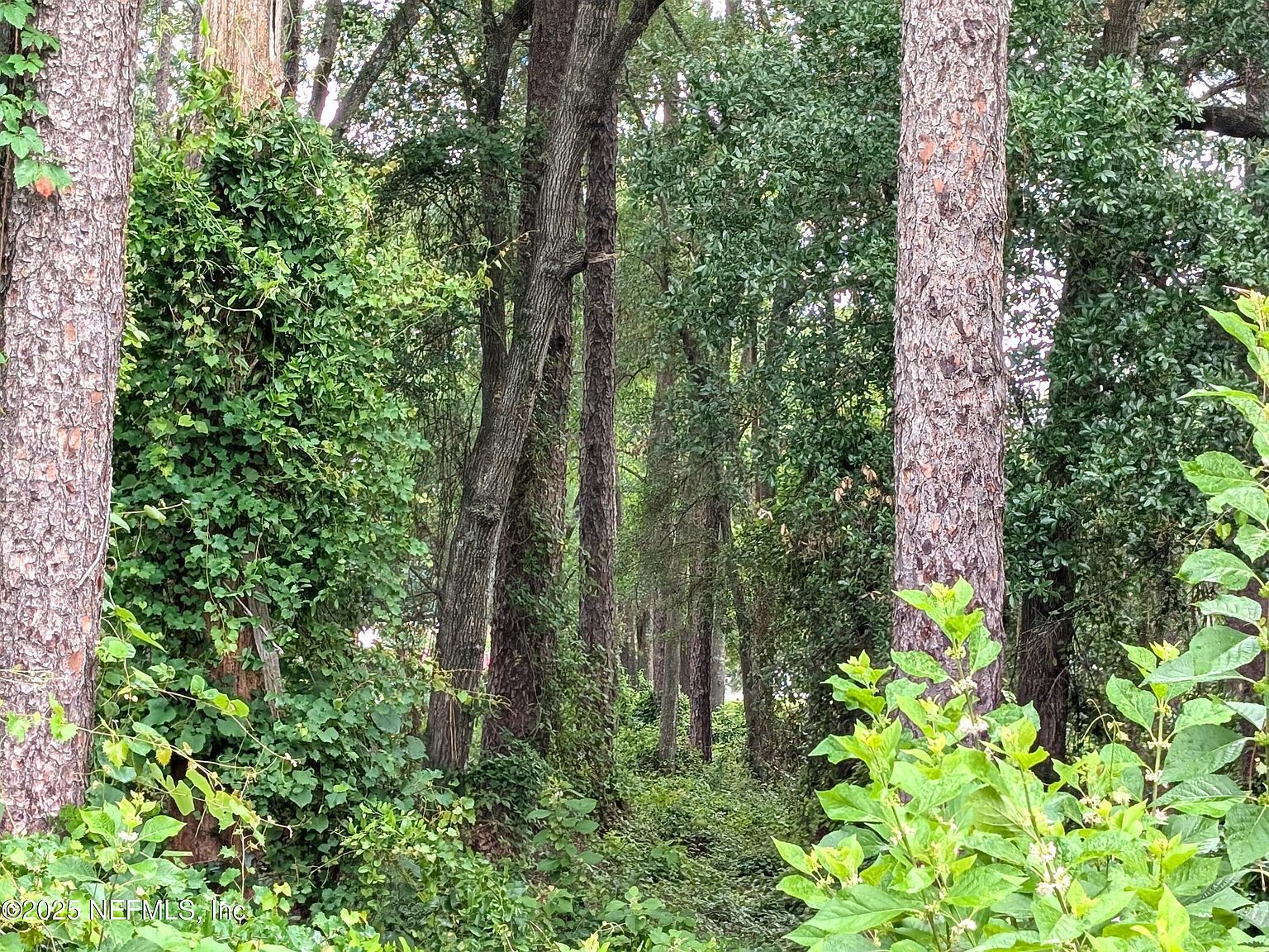 0 SE 1st Ave Keystone Heights, FL 32656 - Thumbnail 5