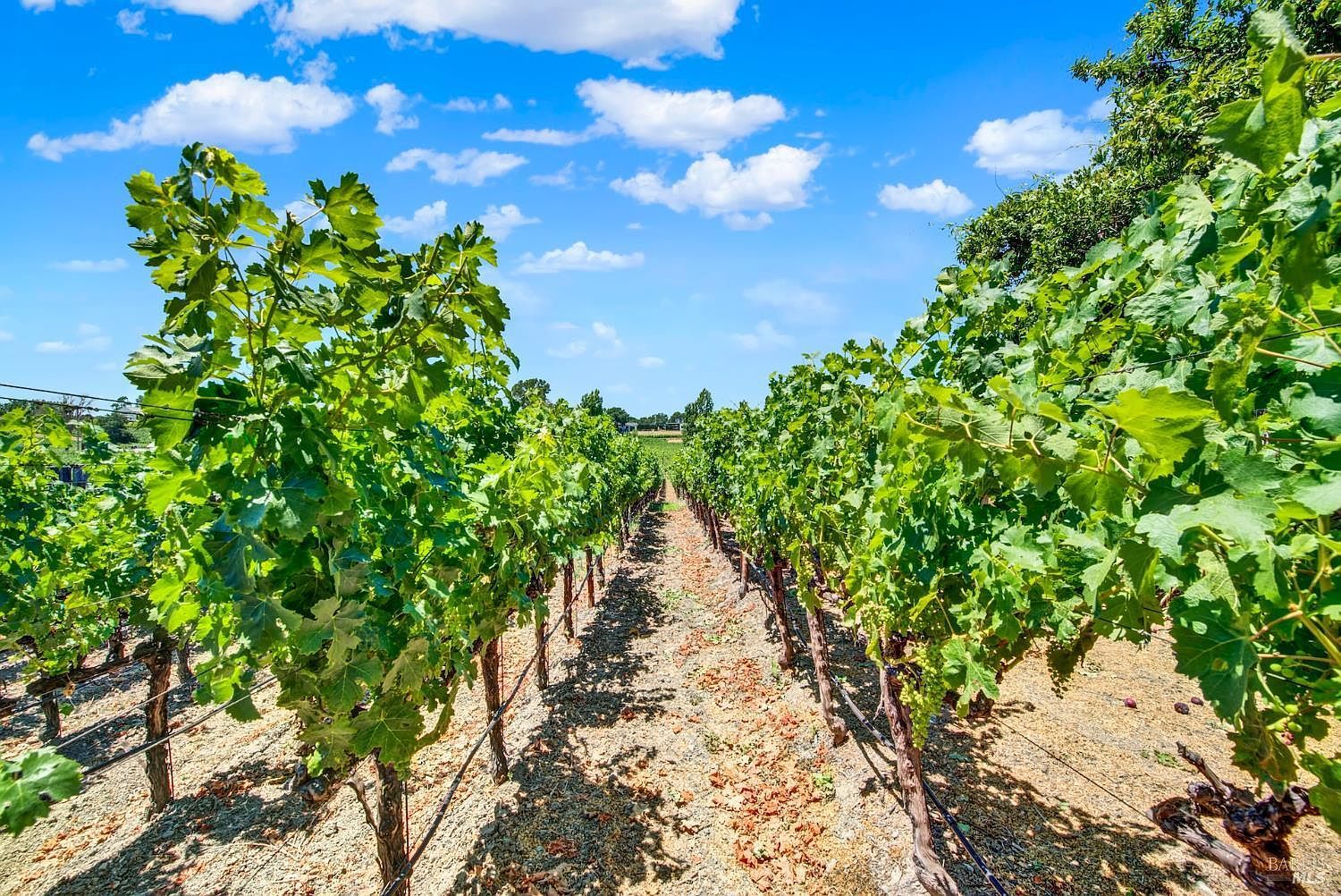 1597 Estee Ave Napa, CA 94558 - Thumbnail 5