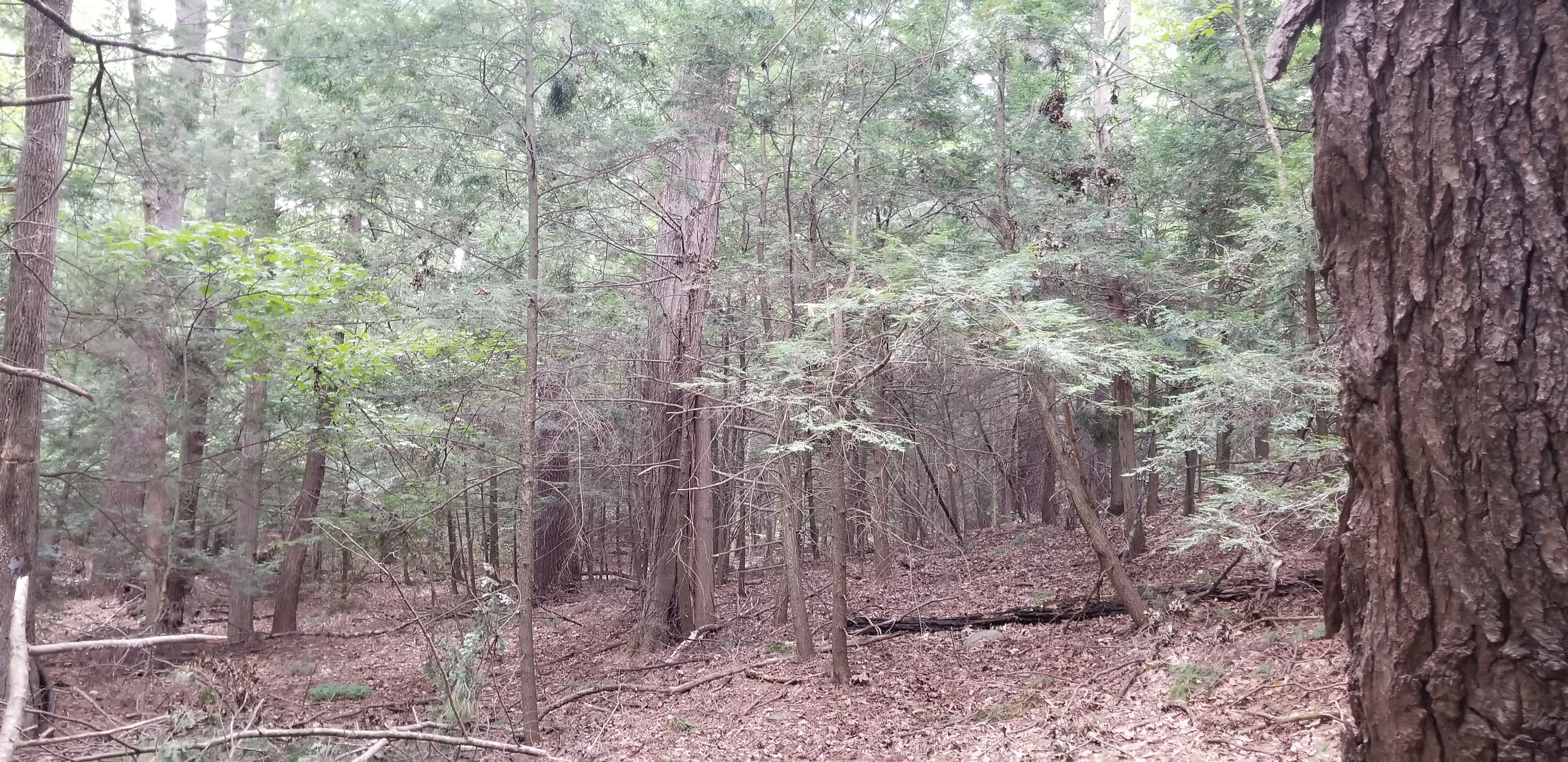 370 West Mountain Road, West Simsbury, CT, USA, 6092 | Land/Lot