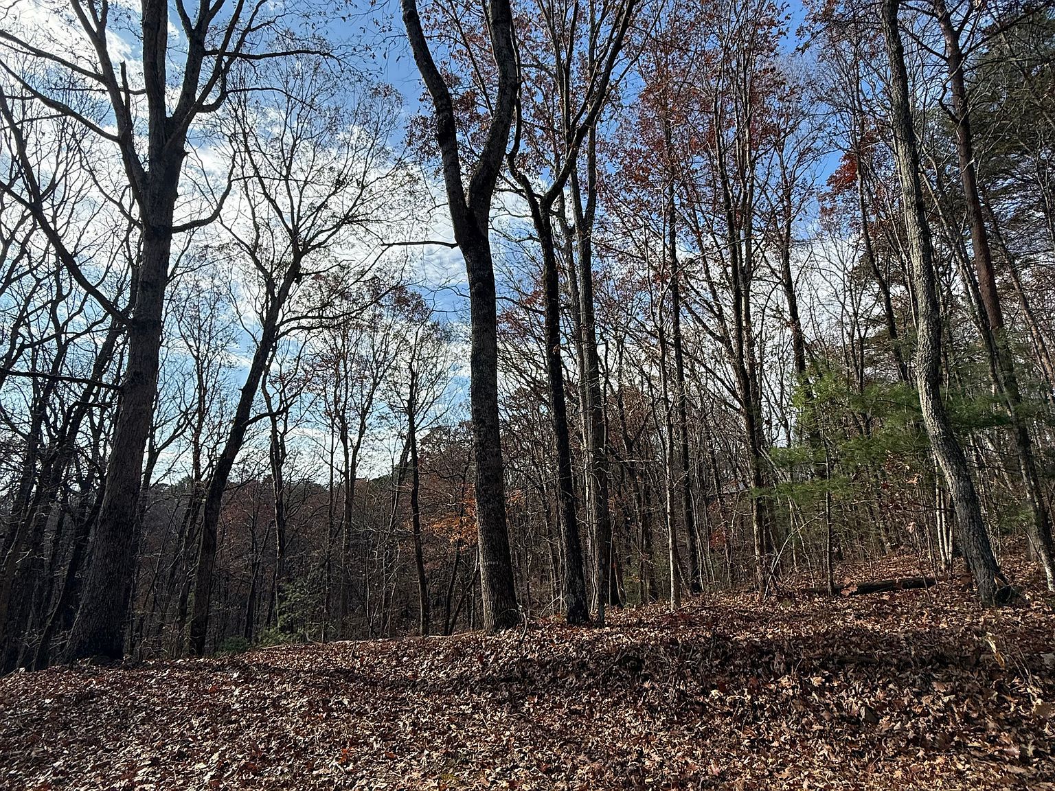 0 Orchard Rd Jasper, GA 30143 - Thumbnail 5