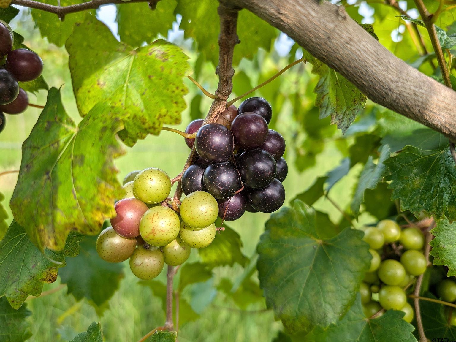 21803 County Road 2178 Troup, TX 75789 - Thumbnail 5