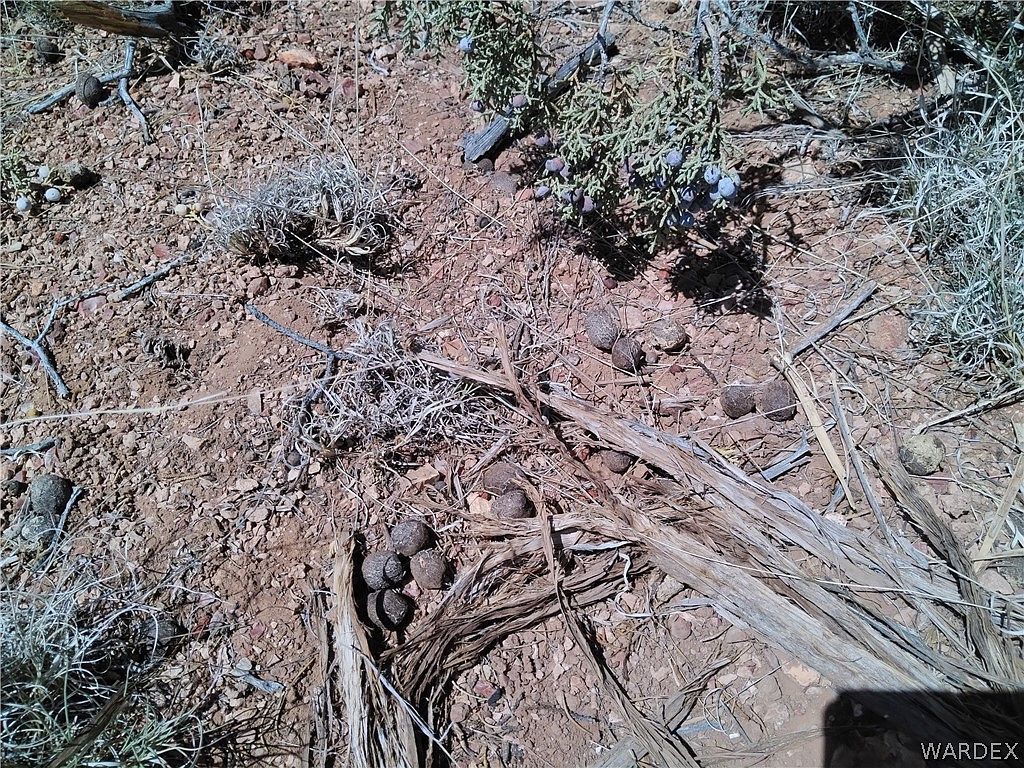 147 W Antelope Run Rd Seligman, AZ 86337 - Thumbnail 5