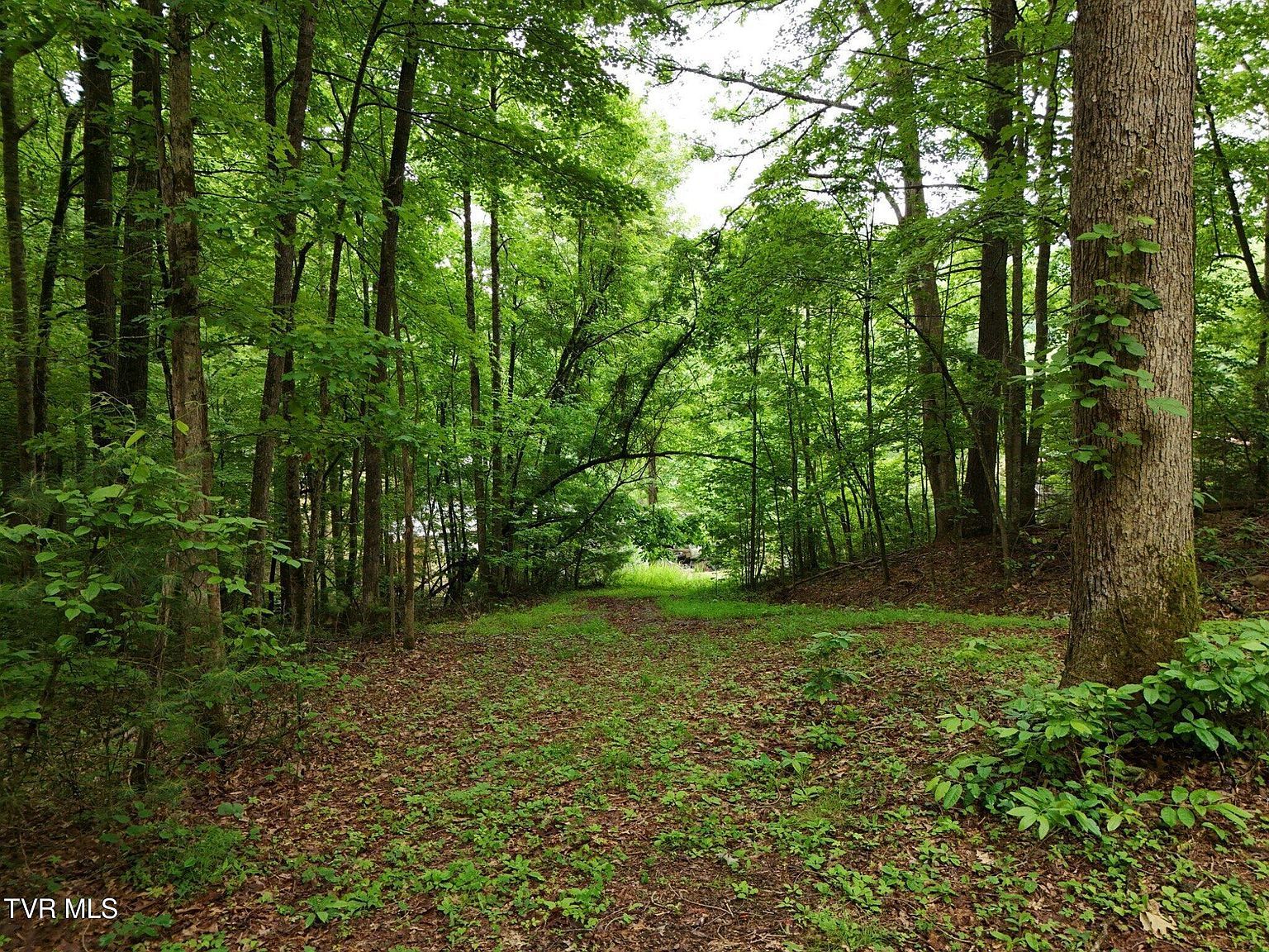 Willow Ln Greeneville, TN 37743 - Thumbnail 5