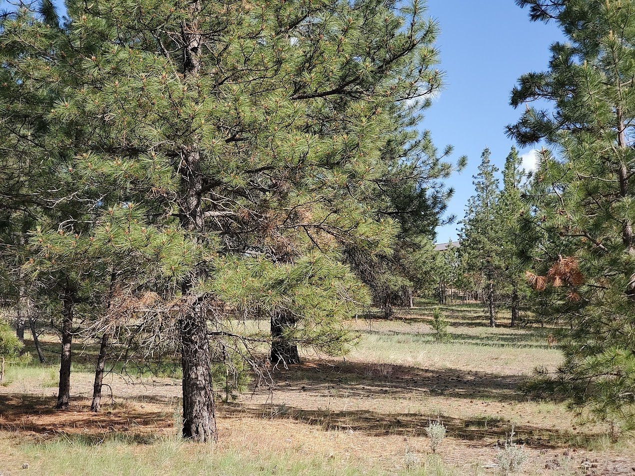 4784 Cameron Rose Ln Stevensville, MT 59870 - Thumbnail 5