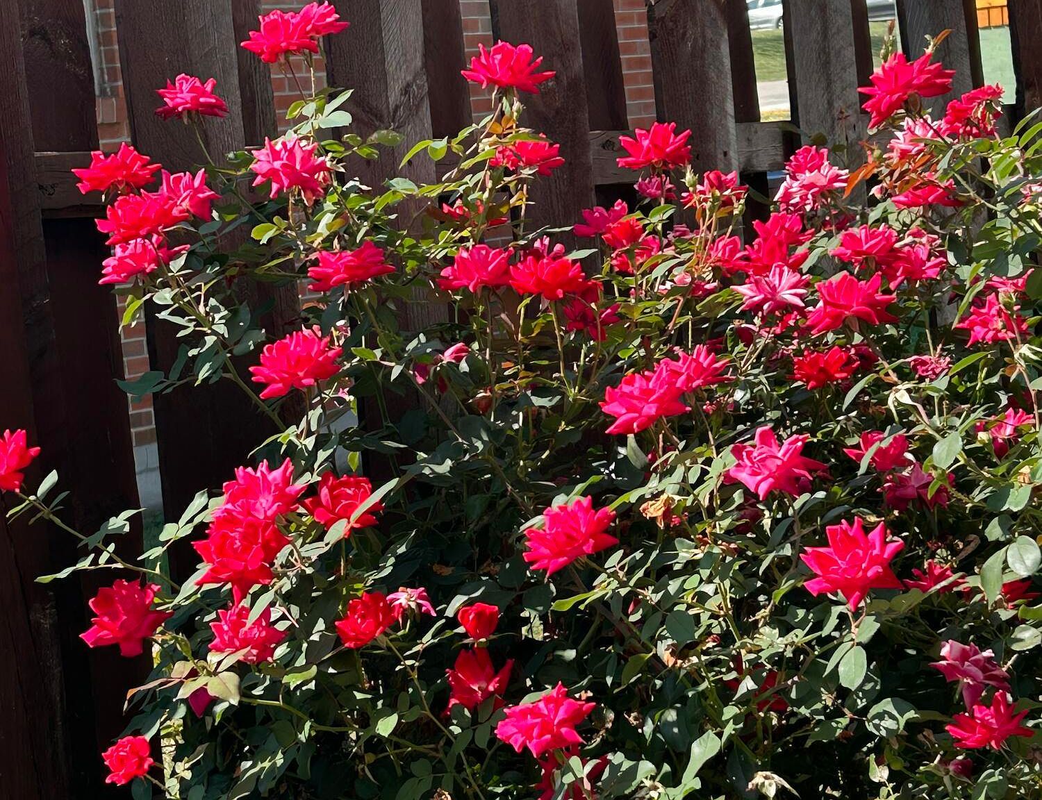 805 Ellen Ave Mt Sterling, KY 40353 - Thumbnail 5