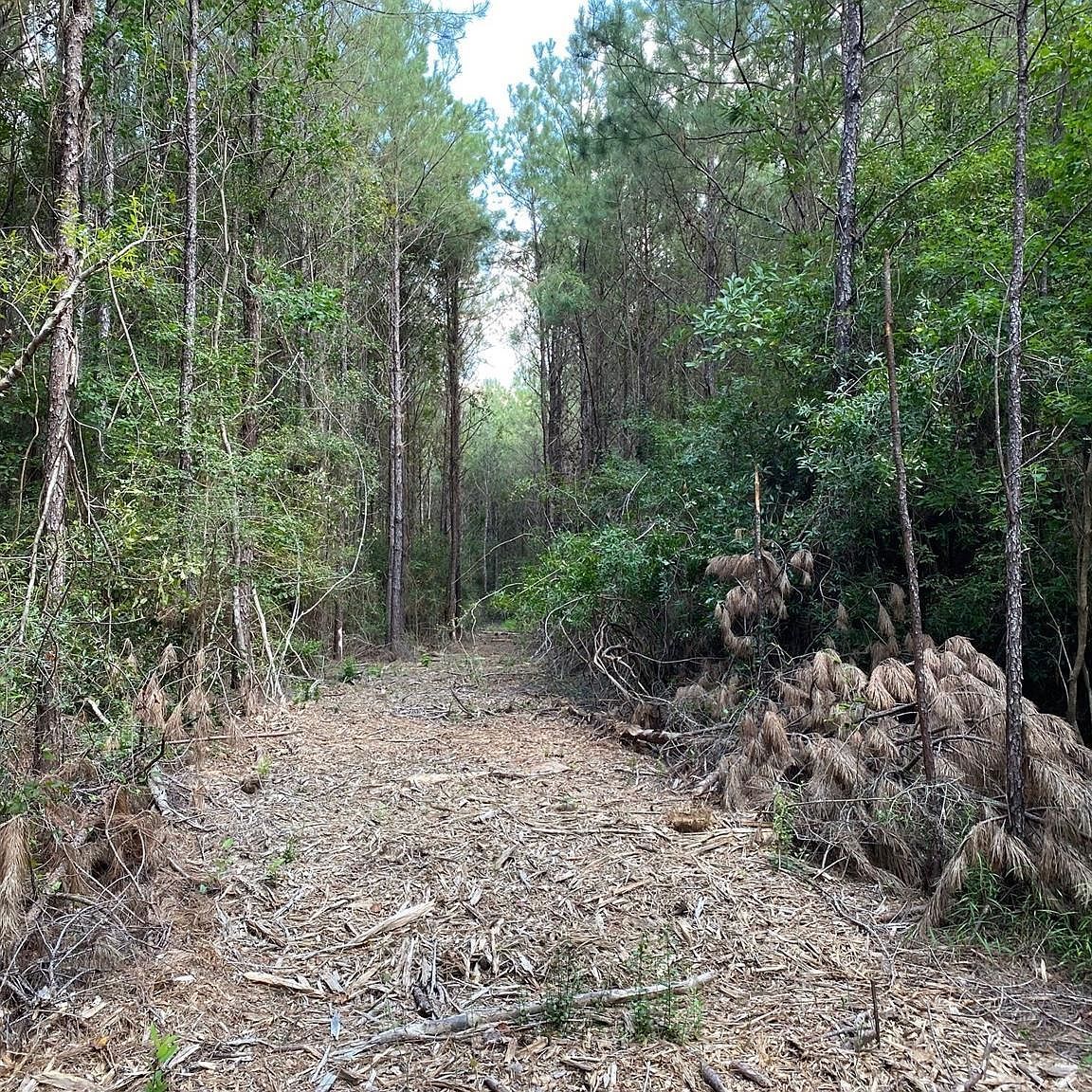 19853 Ghost Rd, Kountze, TX, 77625 - Thumbnail 5