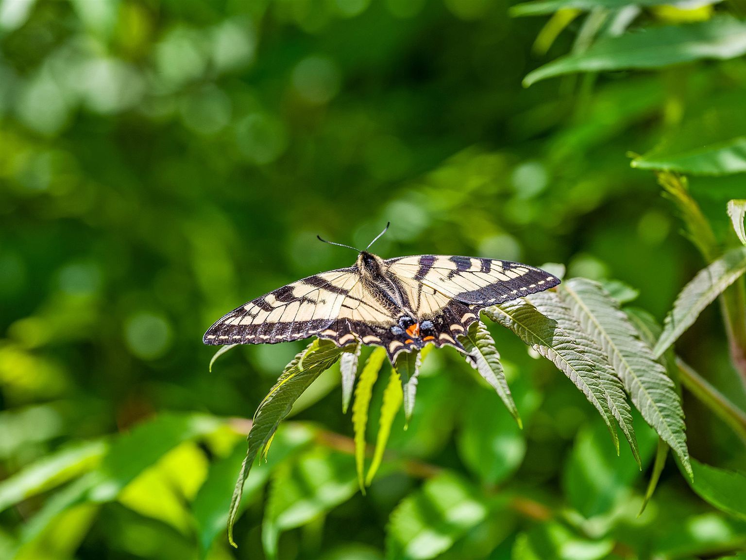 3534 Us Route 2 Marshfield, VT 05658 - Thumbnail 5