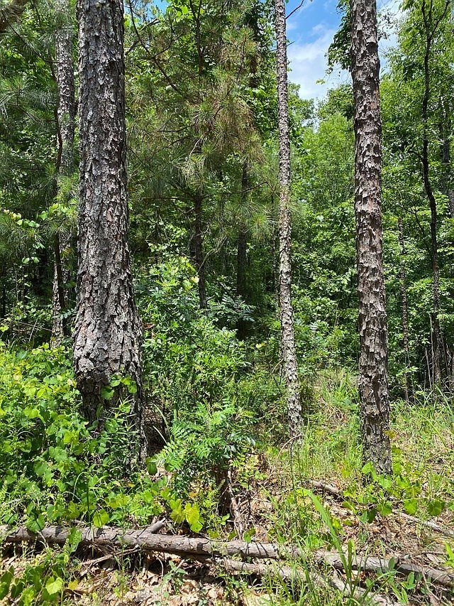 Lots 8 & 9 Mountain Ridge Dr Waverly Hall, GA 31831 - Thumbnail 5