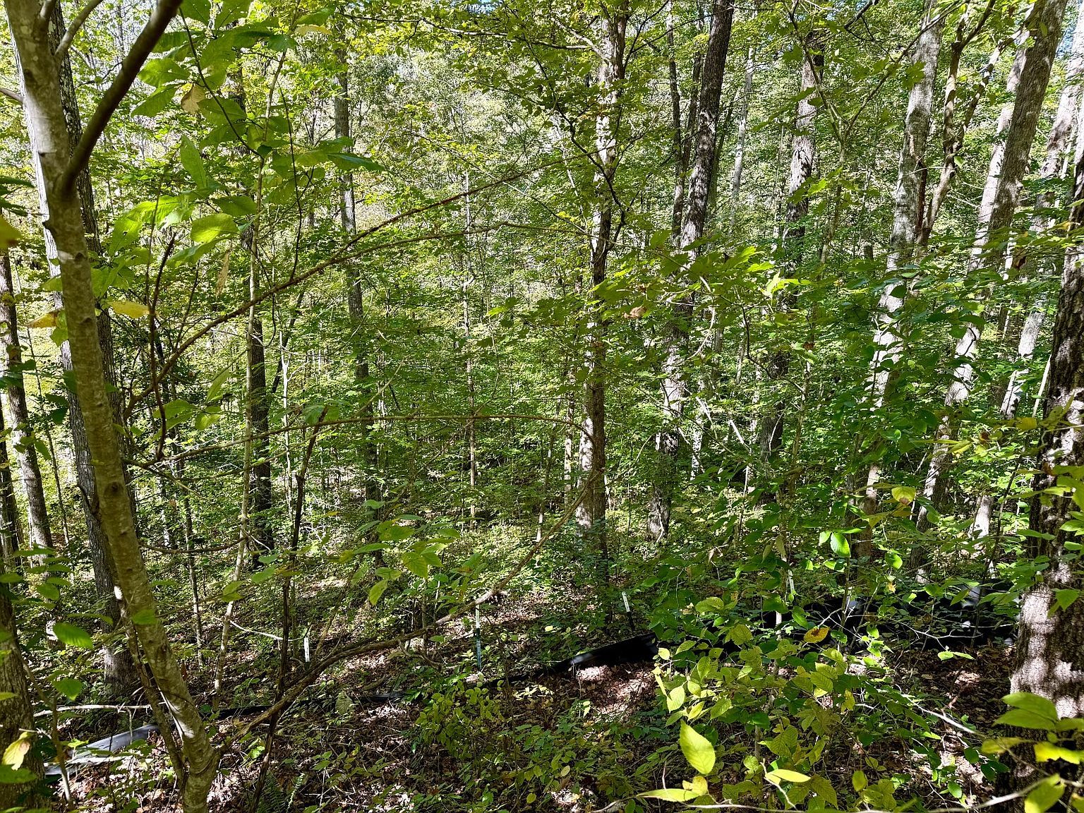 9999 W Bobcat Ln #61 Wilder, TN 38589 - Thumbnail 5