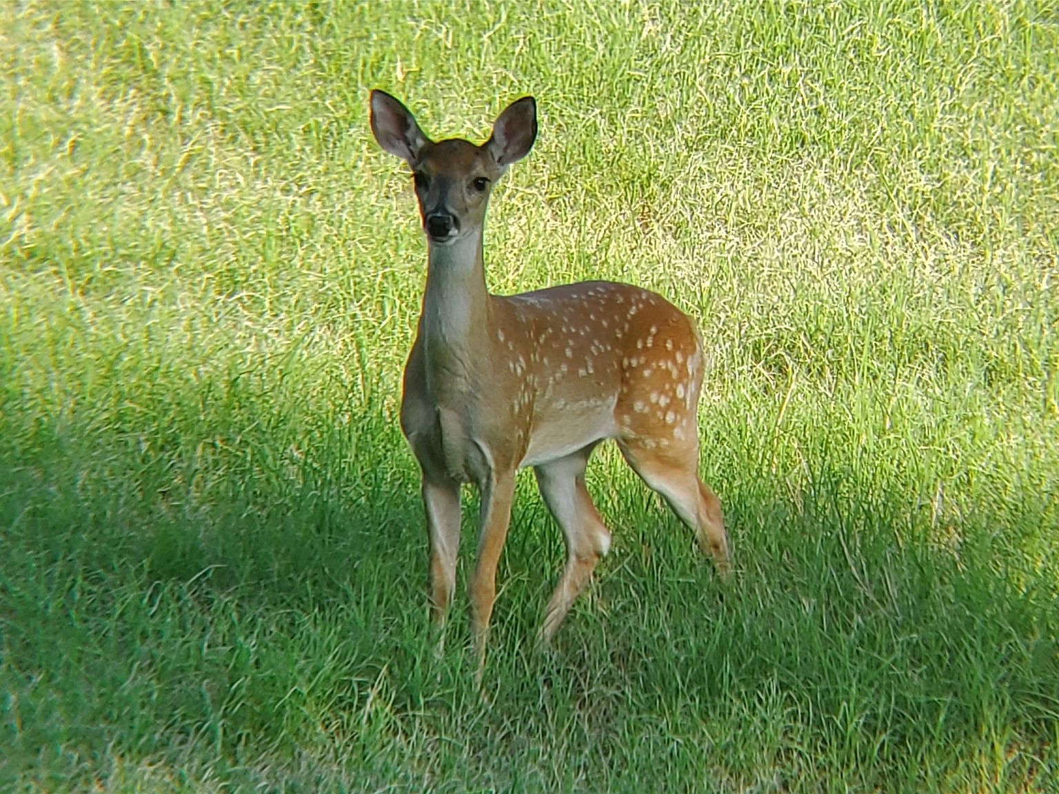 409 Brindley Rd Maypearl, TX 76064 - Thumbnail 5