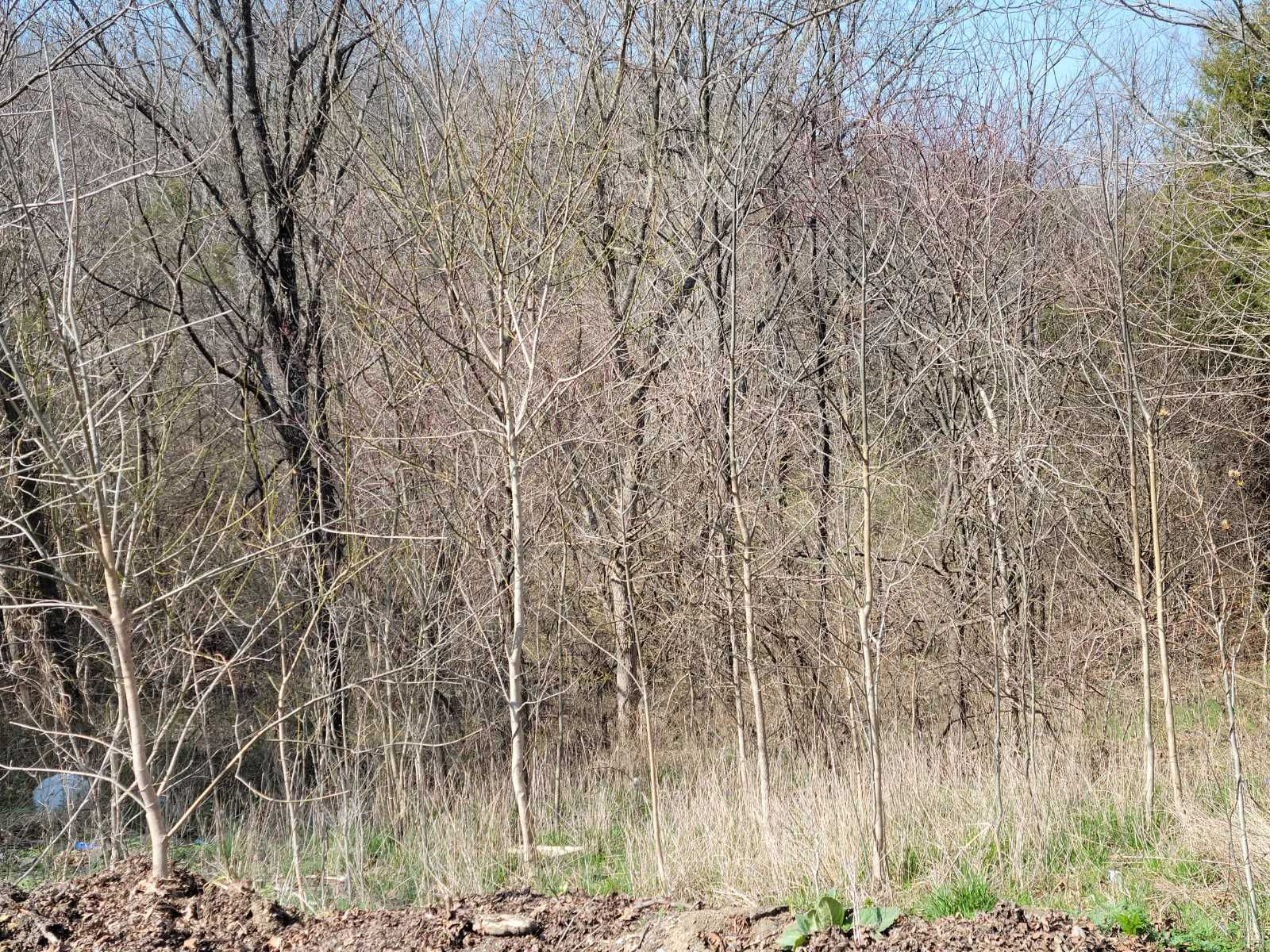 Union Ridge Road, Frankfort, KY, USA, 40601 - Thumbnail 5