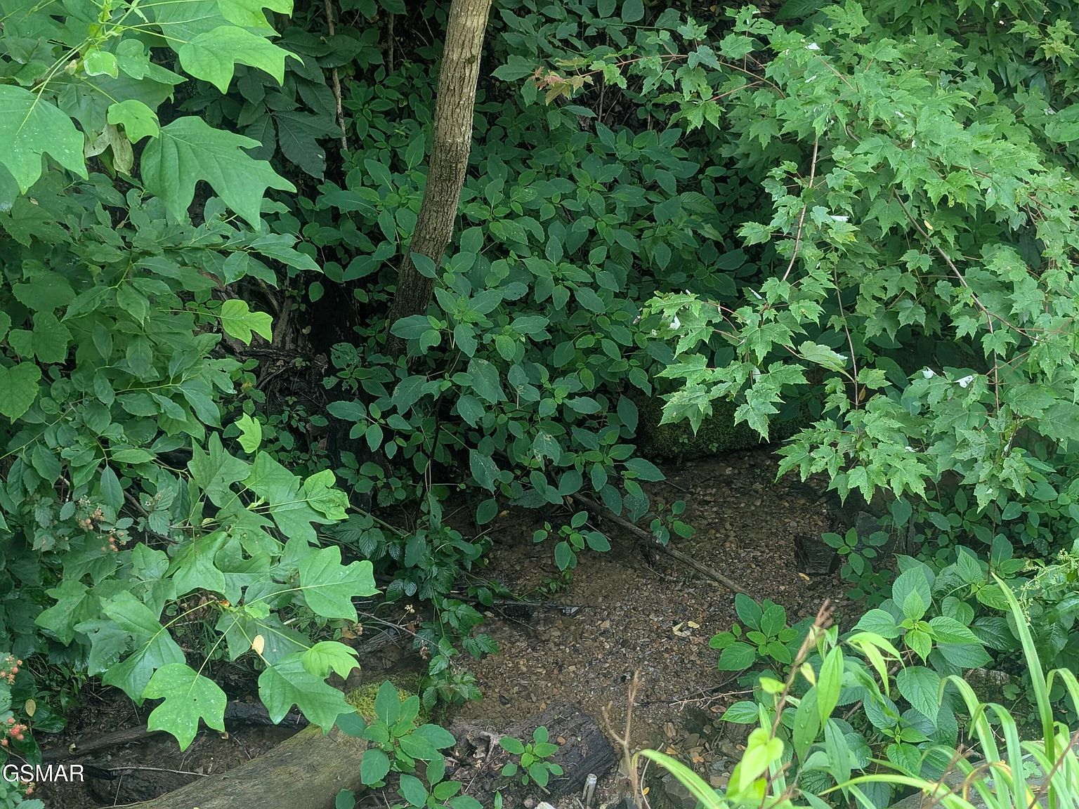 0 Beech Branch Rd, Gatlinburg, TN, 37738 - Thumbnail 5