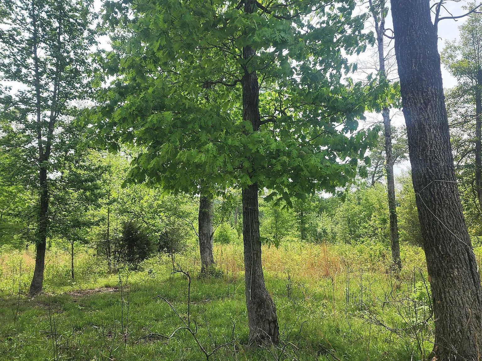 TRACT 1 Kulp Rd Boles, AR 72926 - Thumbnail 5