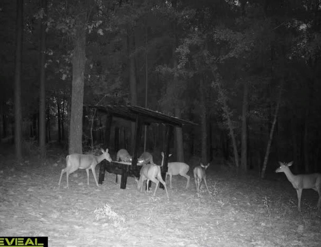 21145 Darrens Way Ln Florala, AL 36442 - Thumbnail 5