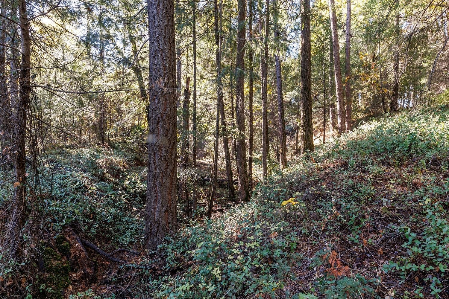 4293 Glory Hole Dr Camino, CA 95709 - Thumbnail 5