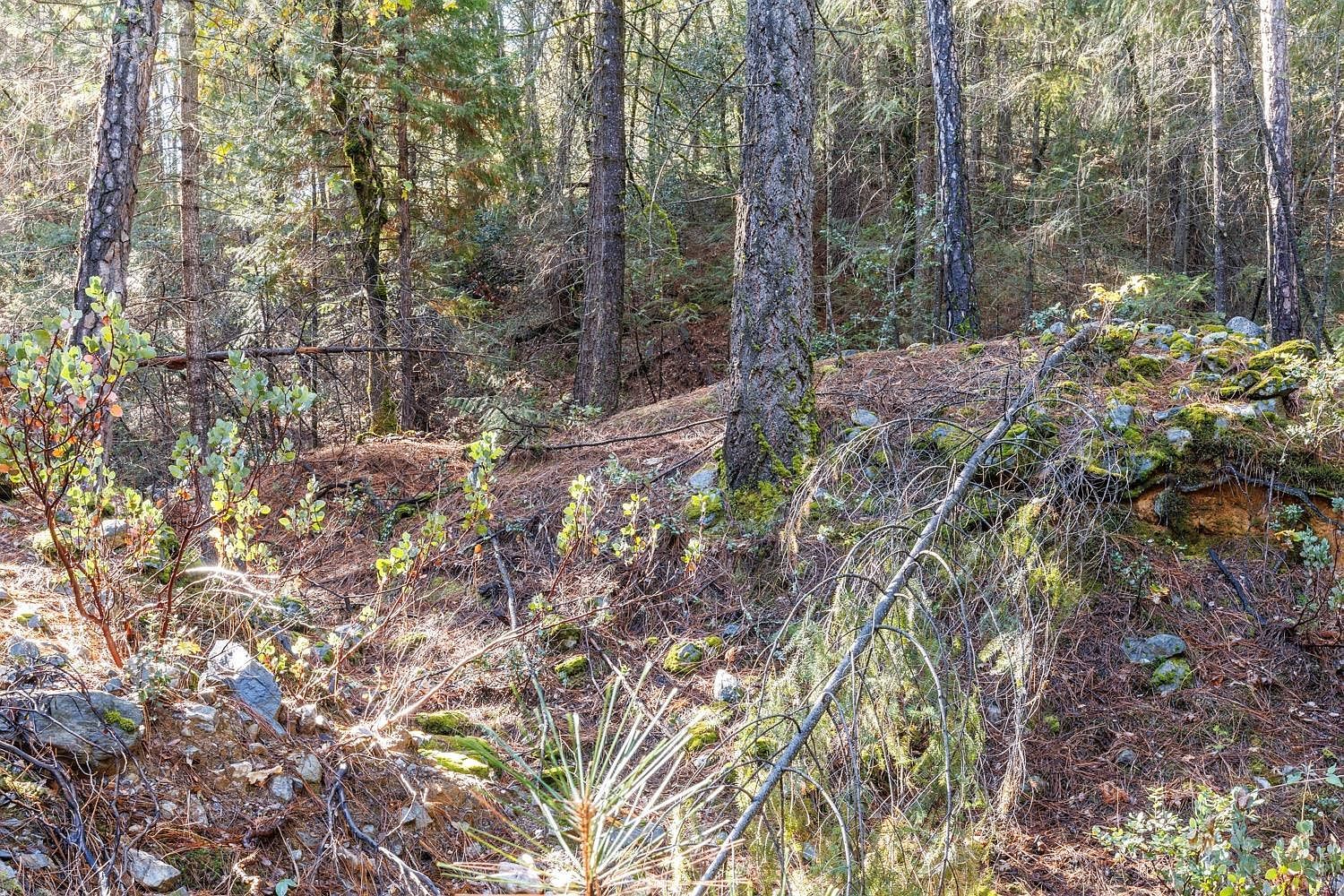 4261 Glory Hole Dr Camino, CA 95709 - Thumbnail 5