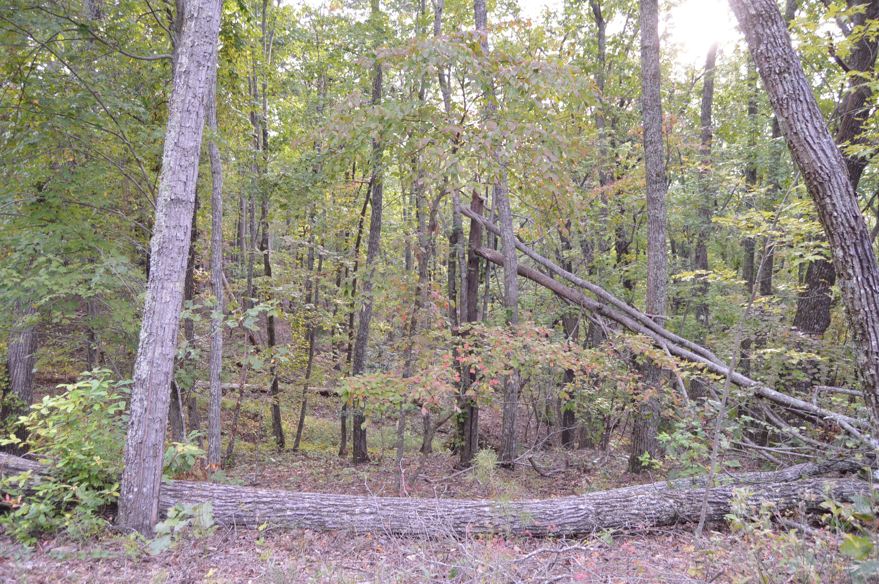 42 Autumn Sweet Dr, Clarkesville, GA, USA, 30523 - Thumbnail 5