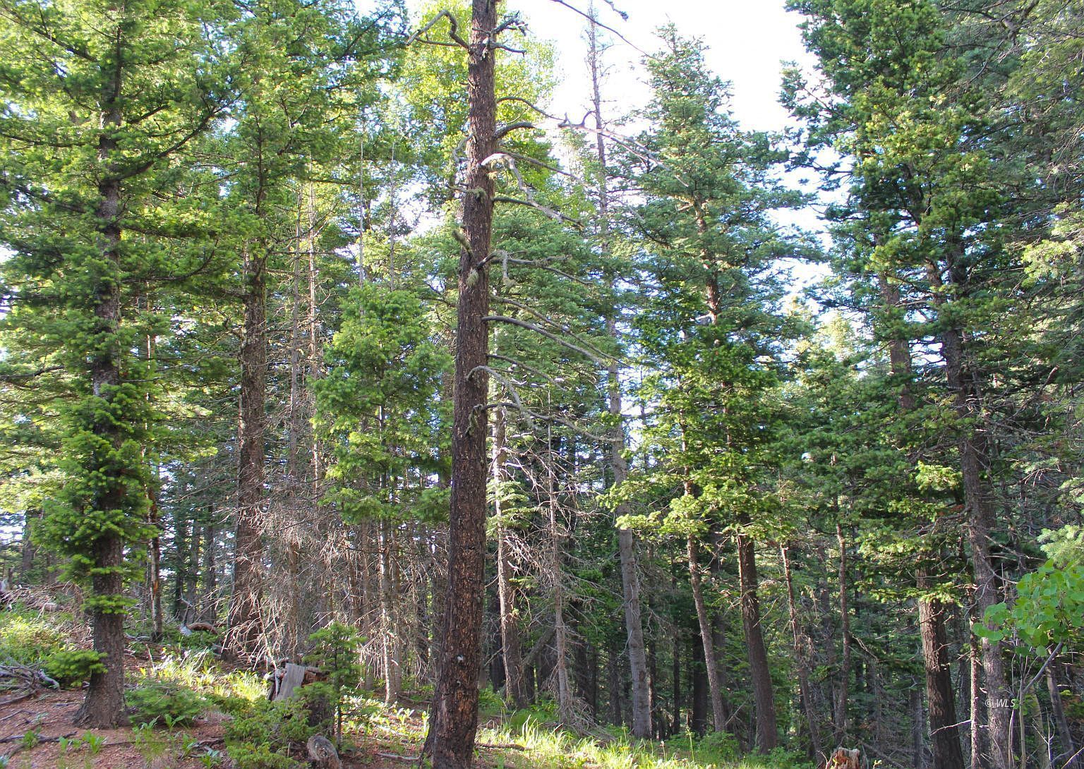 178 Simmons Rd Westcliffe, CO 81069 - Thumbnail 5