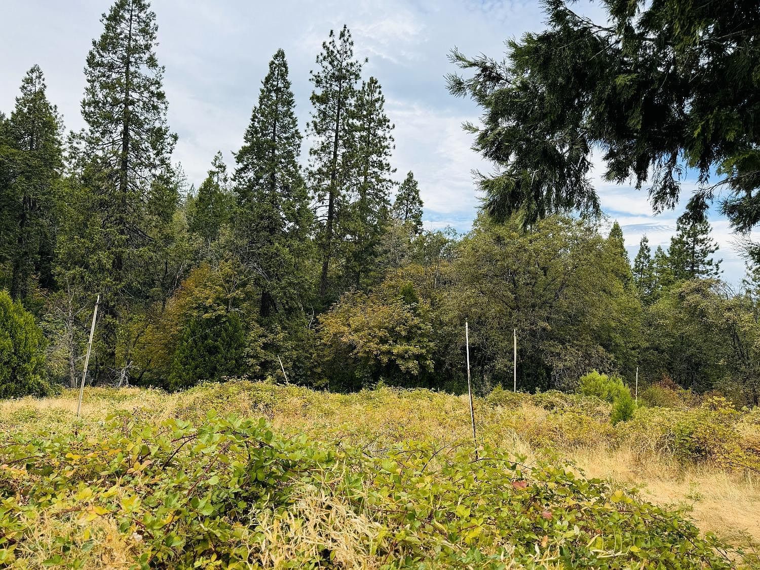 2700 Dancing Oaks Rd Camino, CA 95709 - Thumbnail 5