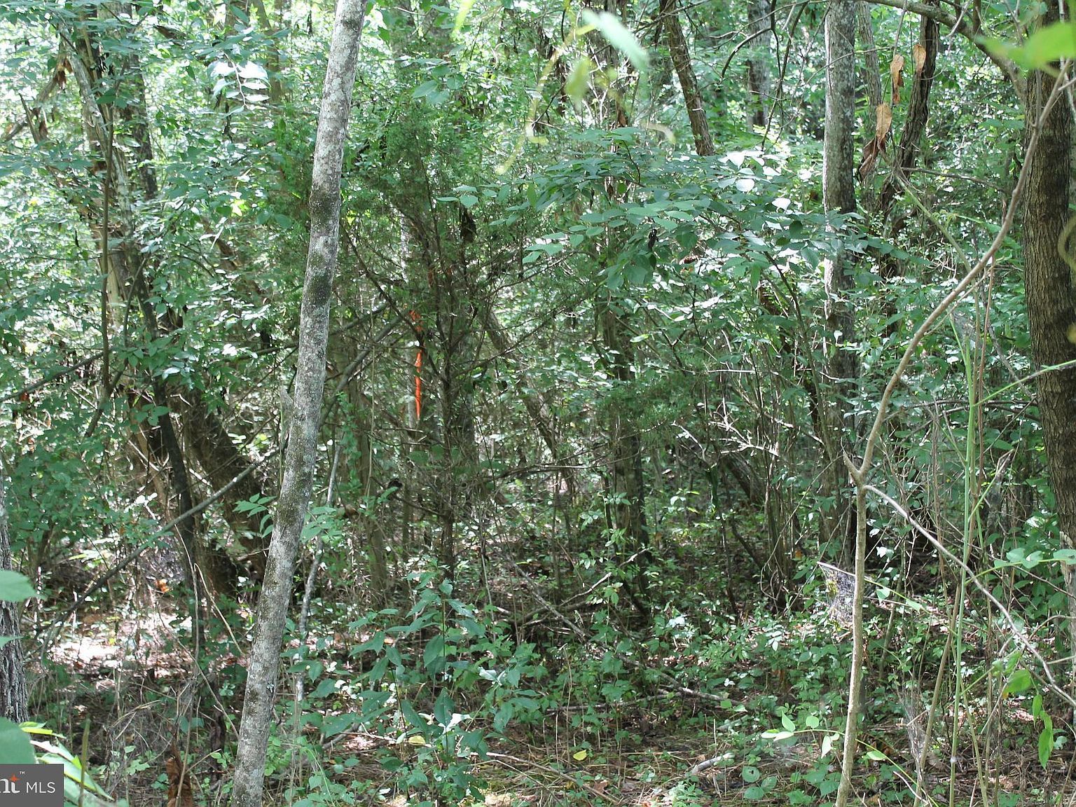 Marye Rd Woodford, VA 22580 - Thumbnail 5