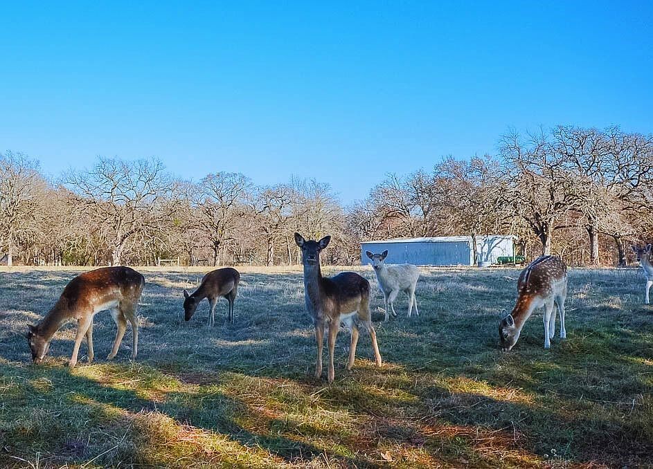 131 Lincoln Dr Streetman, TX 75859 - Thumbnail 5