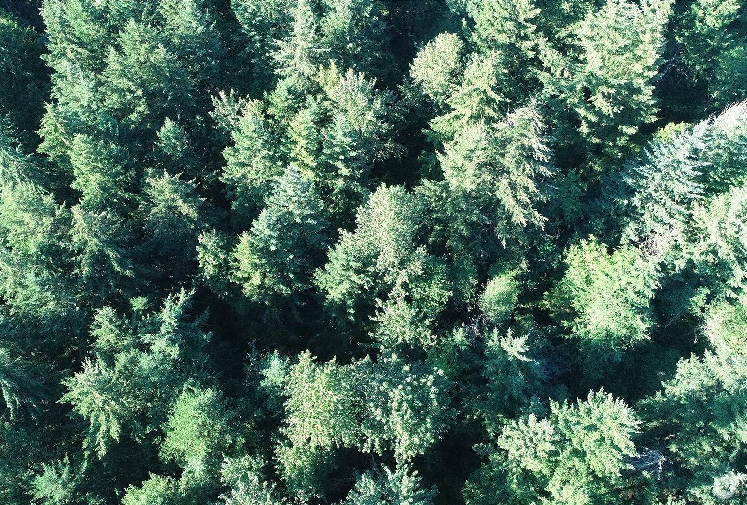 19728 Forest Canyon Rd E Lake Tapps, WA 98391 - Thumbnail 5