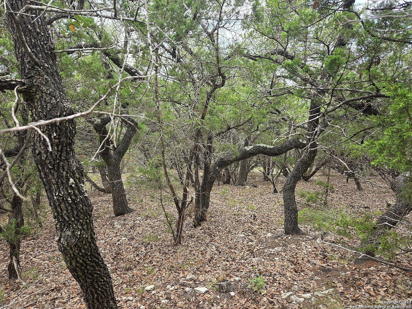0 Beartooth Pass #31 San Antonio, TX 78255 - Thumbnail 5
