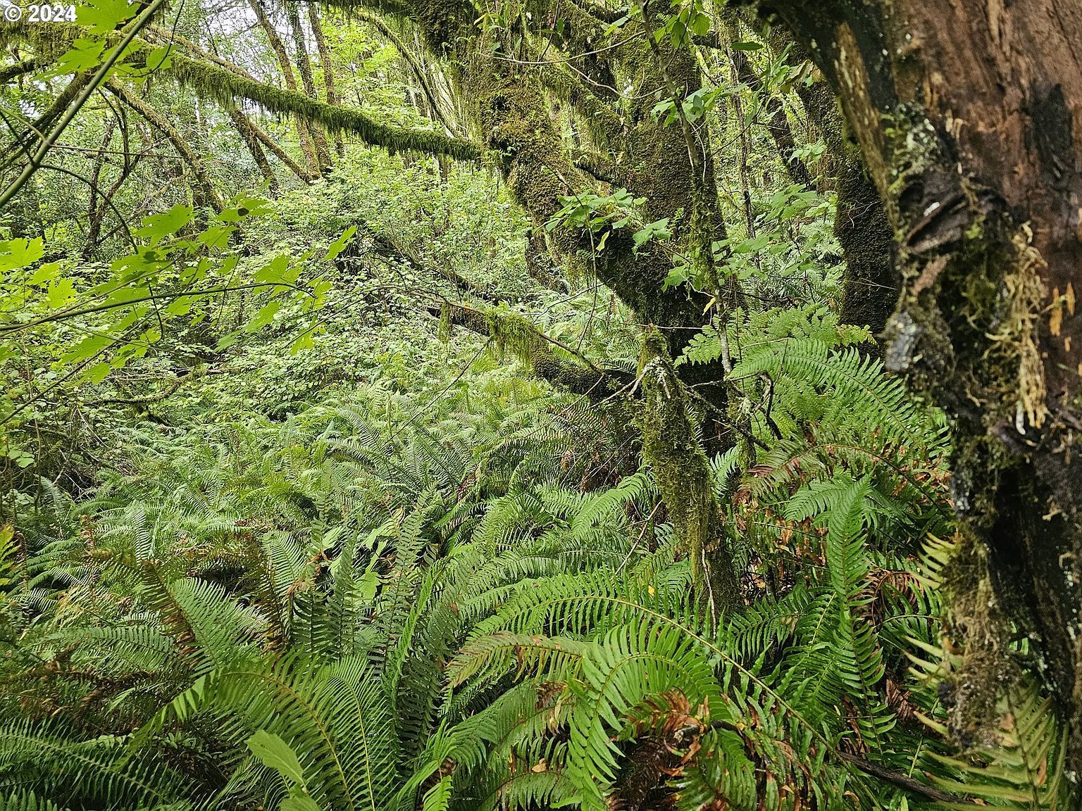 38 State Hwy Scottsburg, OR 97473 - Thumbnail 5