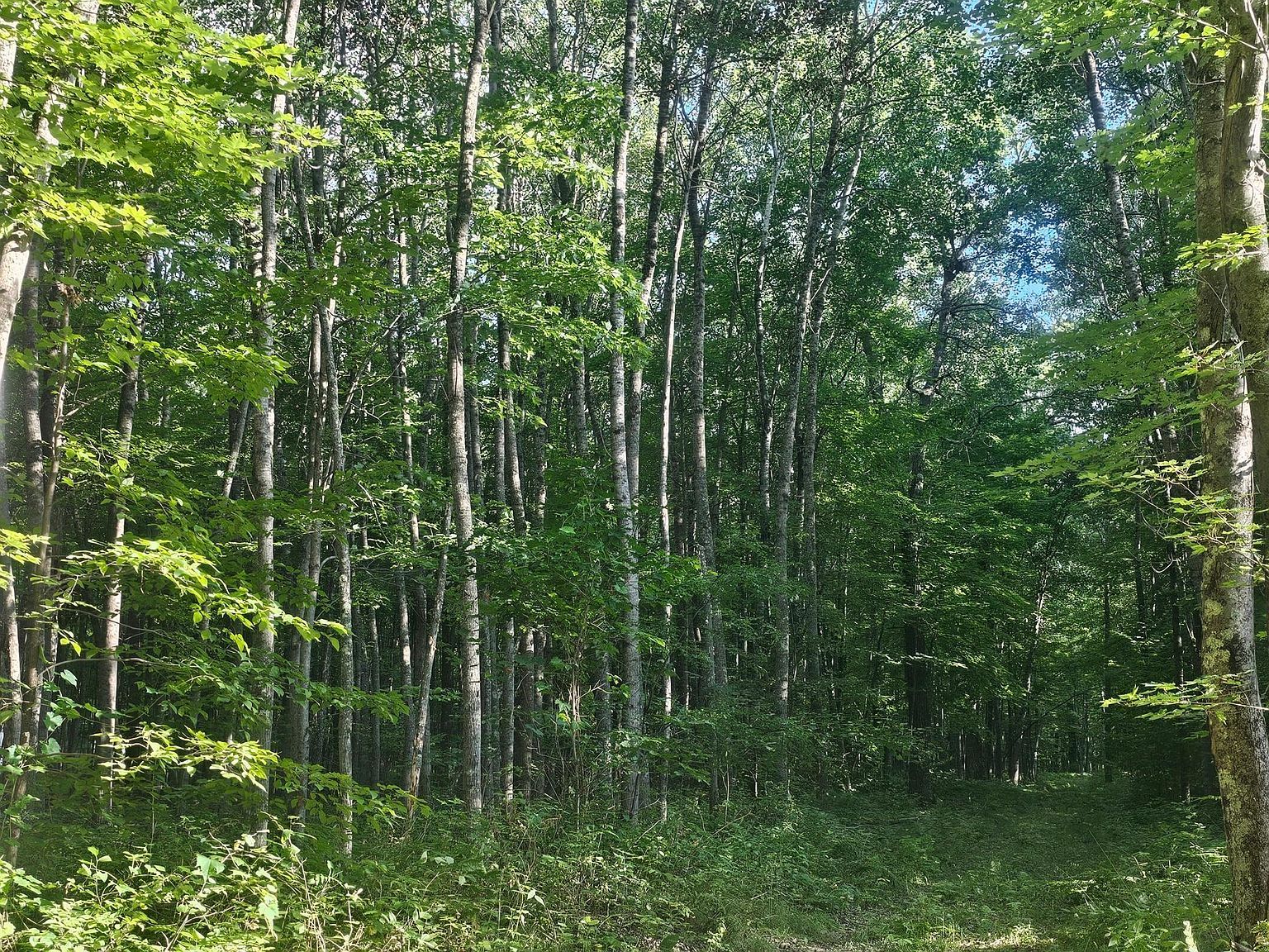 LOT 3 Ken Can Ln Webster, WI 54893 - Thumbnail 5