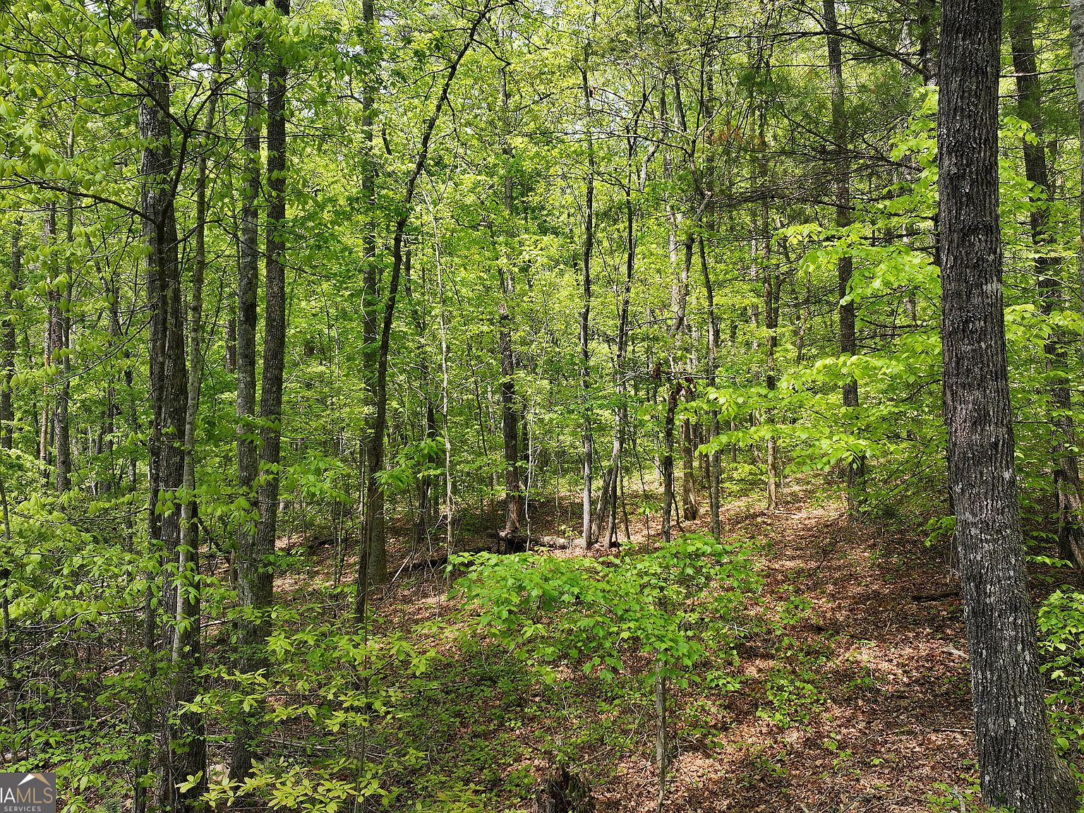 0 Lawrence Rd Dawsonville, GA 30534 - Thumbnail 5