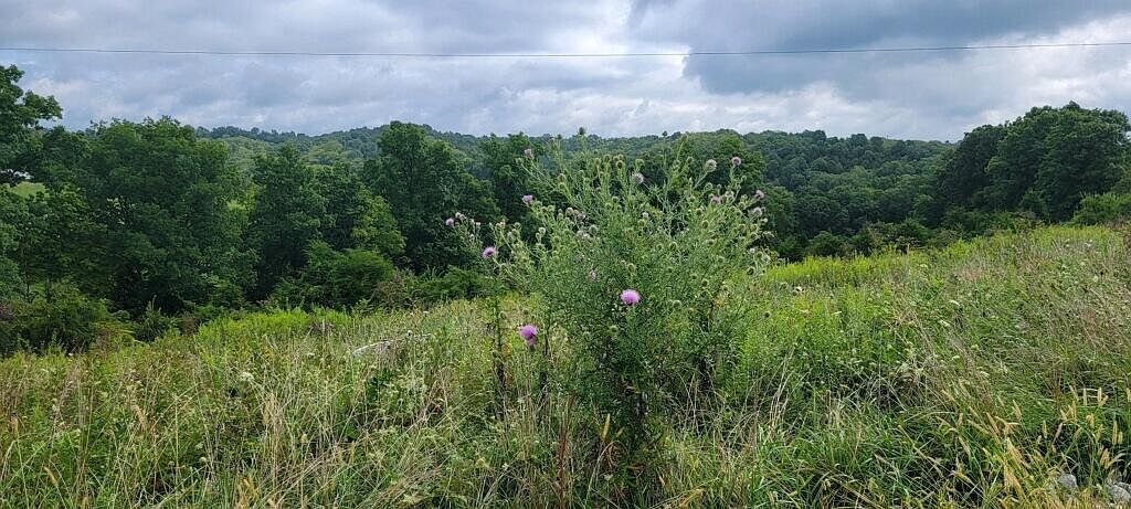 15711 Pfanstiehl Rd De Mossville, KY 41033 - Thumbnail 5