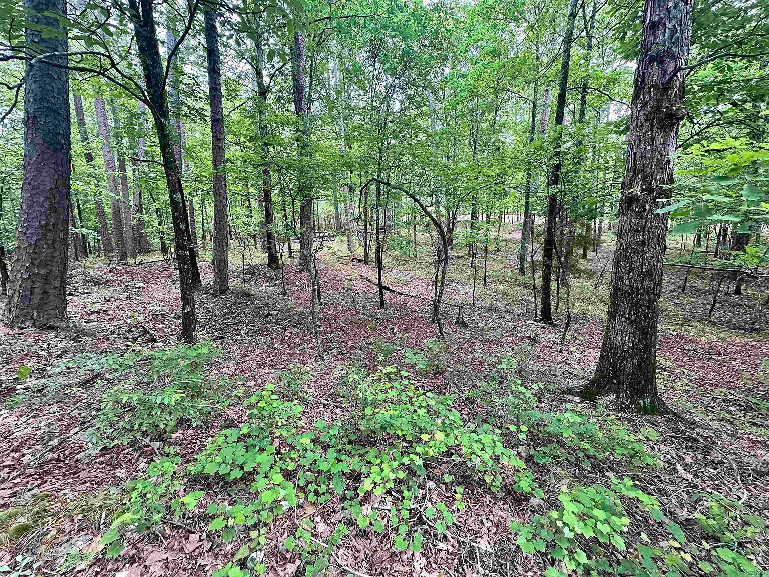 4 Modesto Way, Hot Springs Village, AR, 71909 - Thumbnail 5