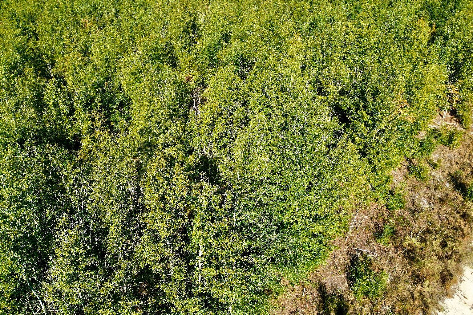 217 SE Homestead Way Madison, FL 32340 - Thumbnail 5