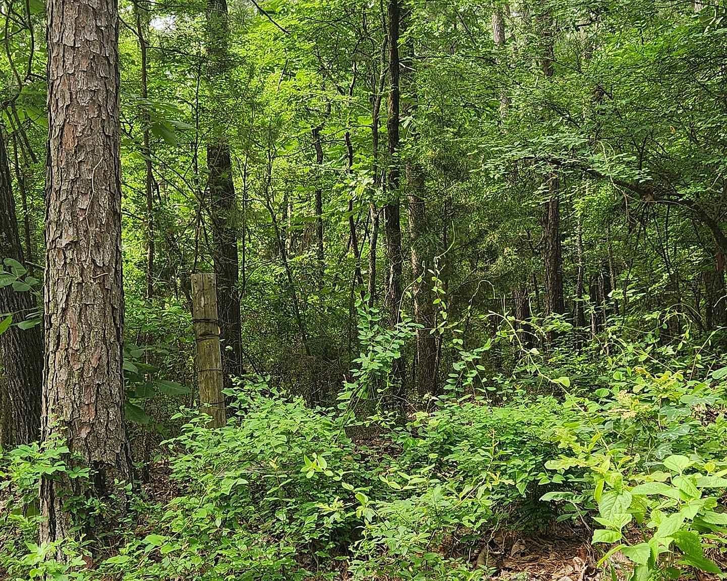 Tbd Bobwhite Rd Gilmer, TX 75645 - Thumbnail 5