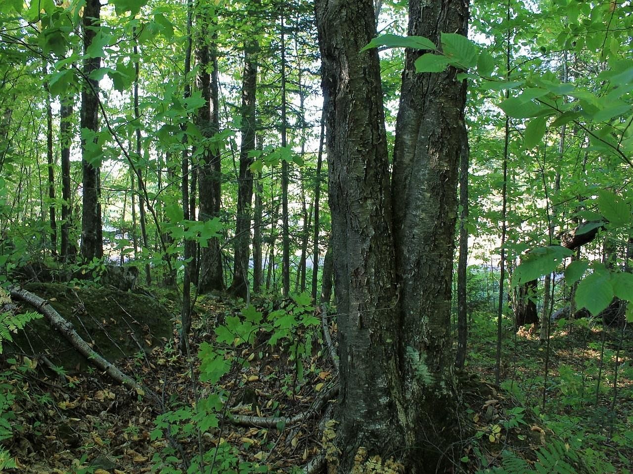 LOT 35 Alpine Dr Upson, WI 54565 - Thumbnail 5