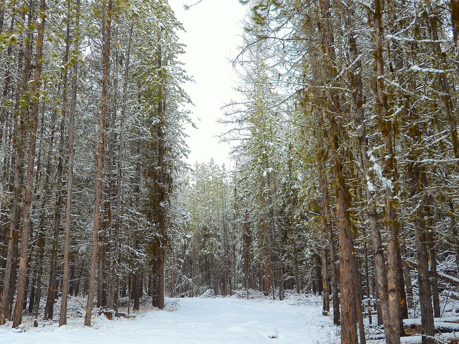 182 New Timber Ridge Trl Marion, MT 59925 - Thumbnail 5