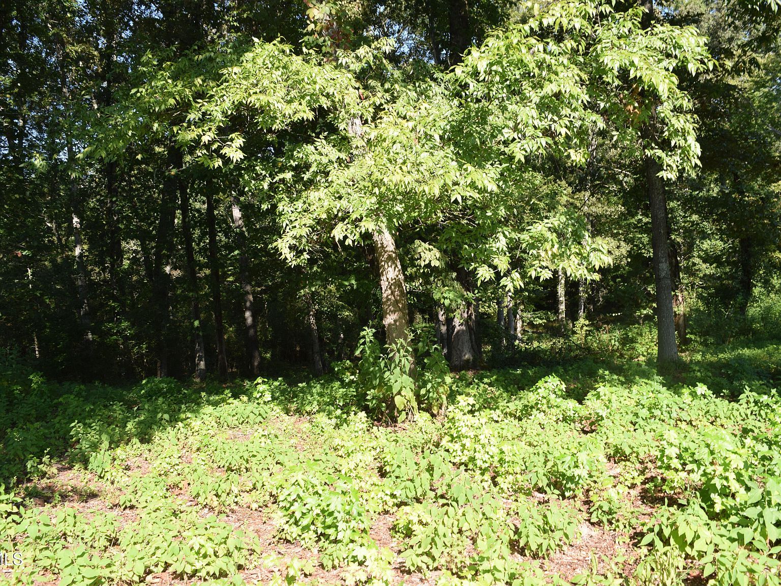 347 Water View Dr Rockwood, TN 37854 - Thumbnail 5