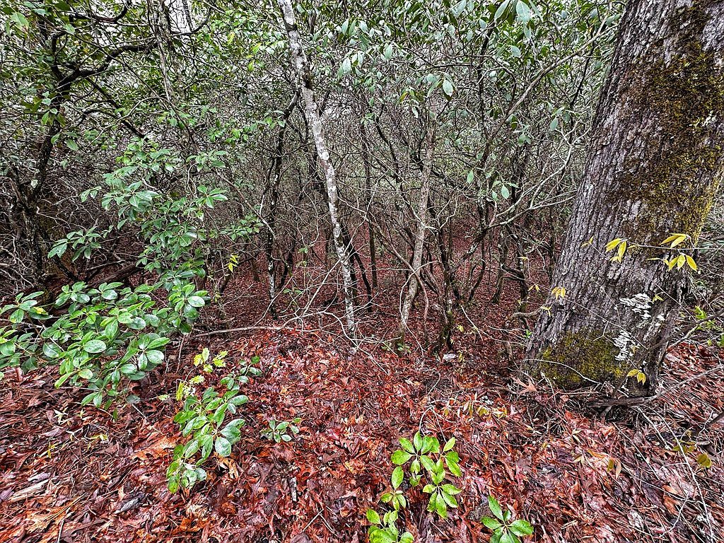 3 Tara Hls Whittier, NC 28789 - Thumbnail 5