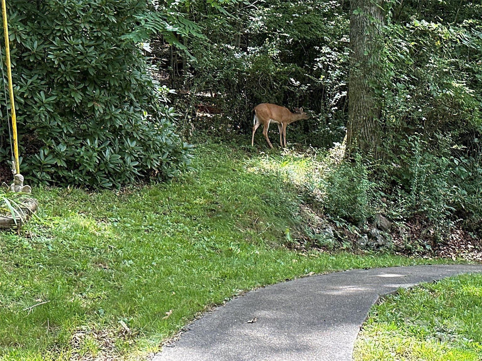 171 Windy Hill Dr Franklin, NC 28734 - Thumbnail 5