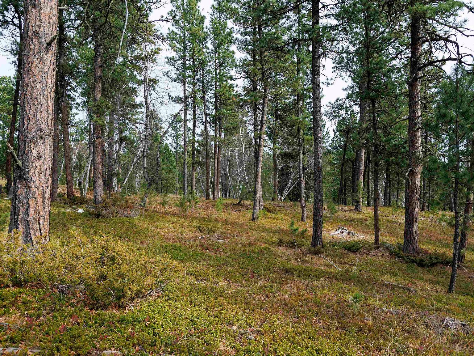 LOT 4 Autumn Ln Lead, SD 57754 - Thumbnail 5