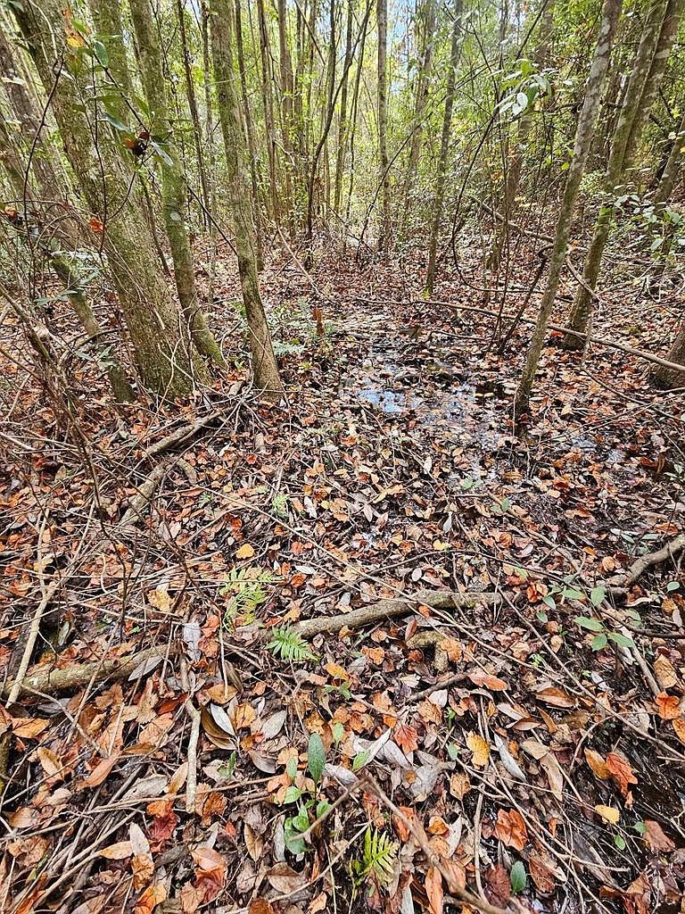 504 S Pensacola Ave Geneva, AL 36340  | Land/Lot