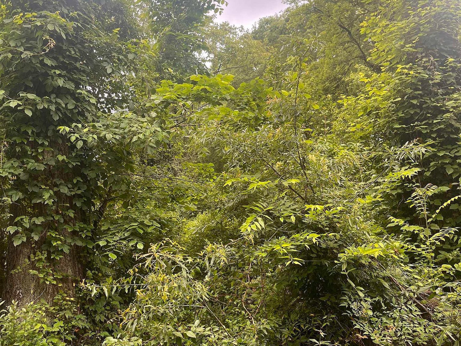 1310 Roadway St Anderson, SC 29624  | Land/Lot