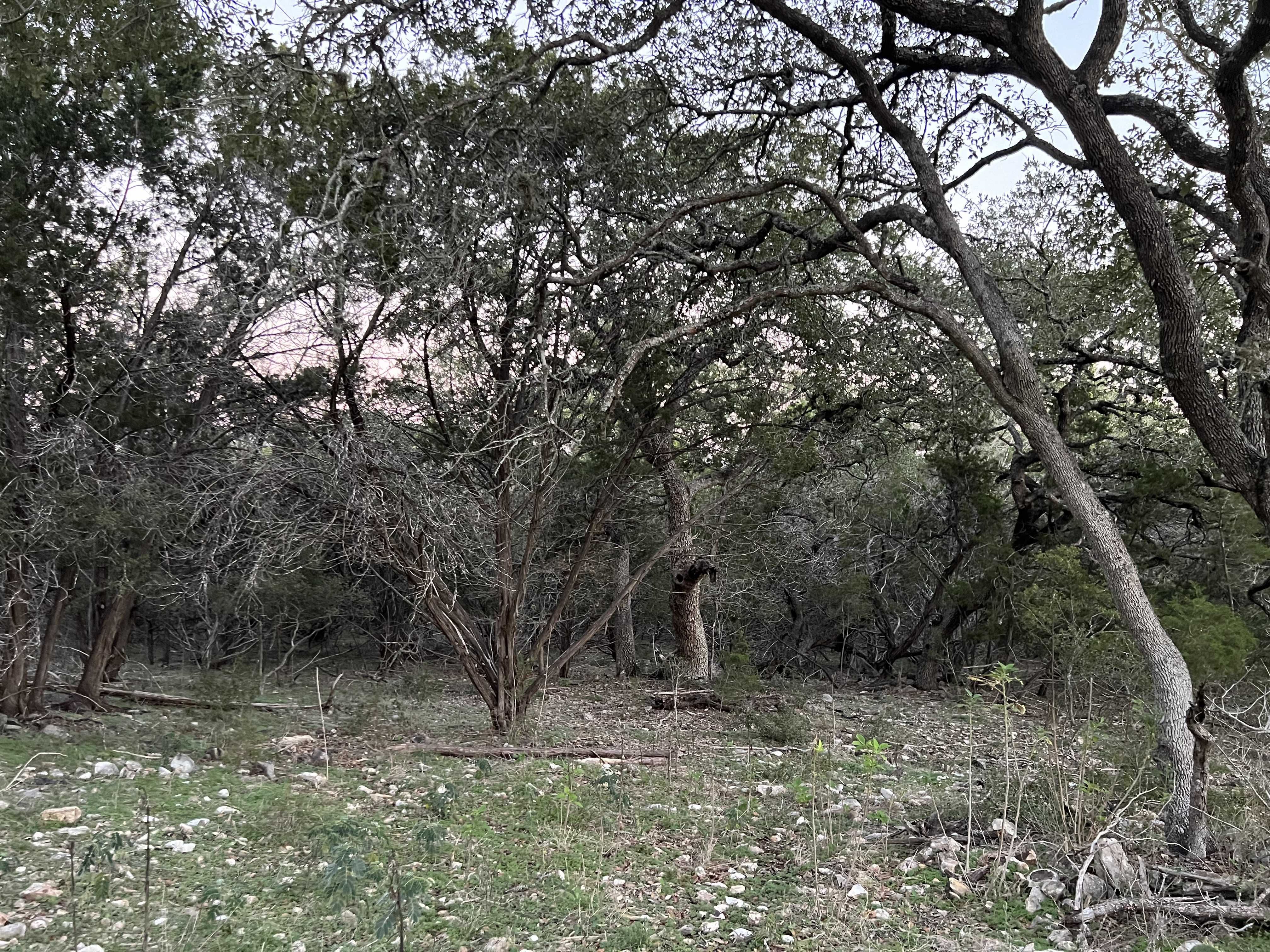 241 Longwood Drive, New Braunfels, TX, USA, 78132 - Thumbnail 5