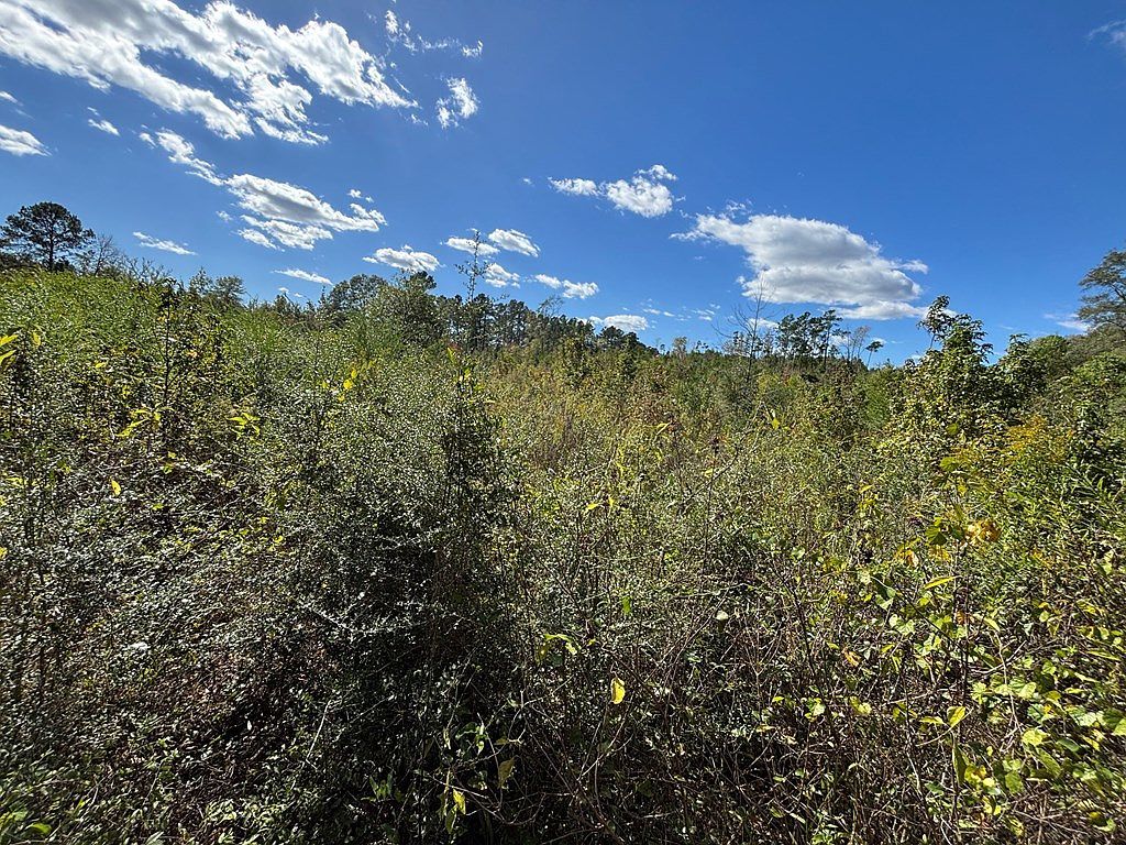 3895 State Highway 21 E Hemphill, TX 75948 - Thumbnail 5